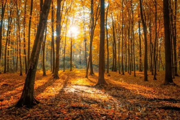 Sonnenlicht fällt durch herbstlichen Wald – Symbol für Ruhe, Klarheit und inneres Gleichgewicht
