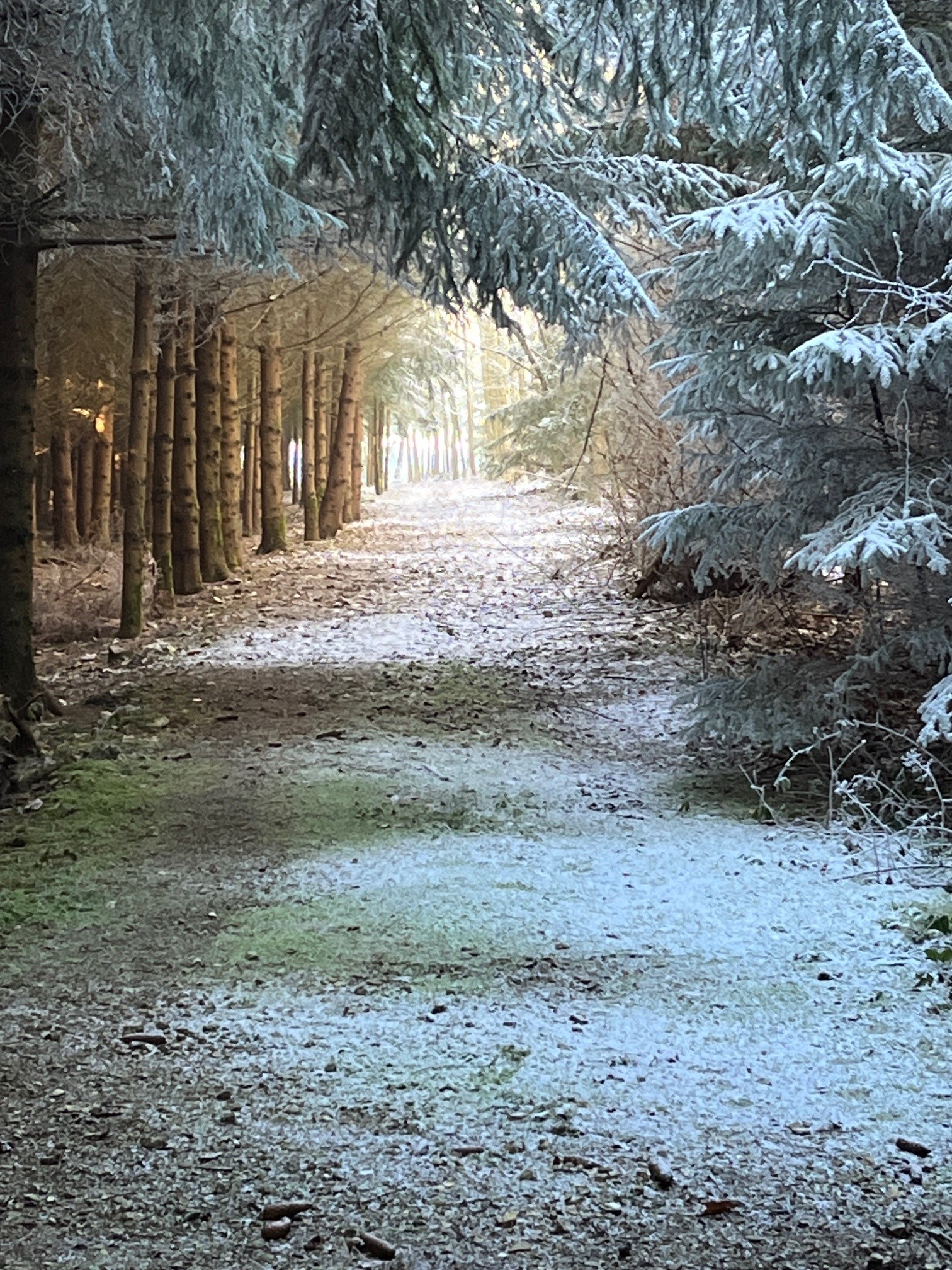 Verschneiter Waldweg mit Licht am Ende – Symbol für Orientierung, Ruhe und Neubeginn